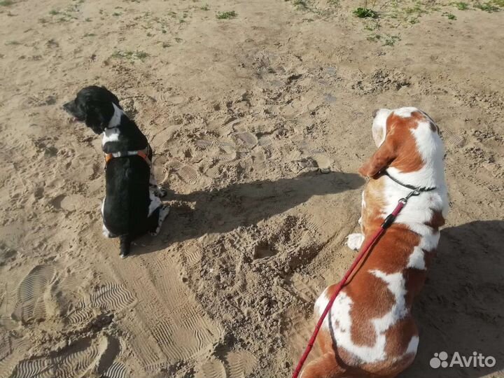 Передержка собак