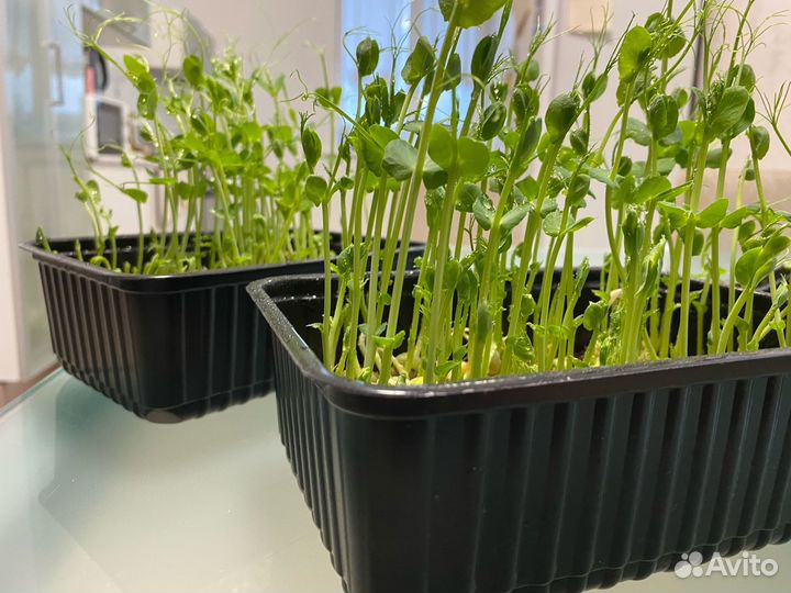 Микрозелень