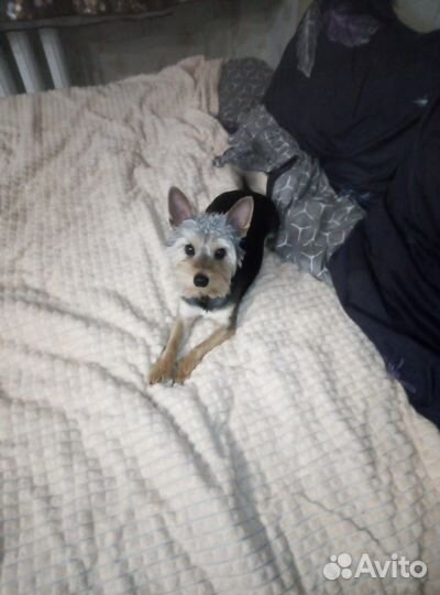 Йоркширский терьер