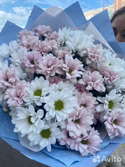 Хризантема кустовая оптом и в розницу Красноярск