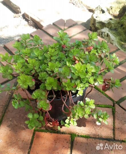 Седумы и молодило