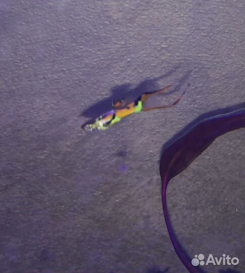 Мальки ассорти: Гуппи Синяя московская, Эндлера