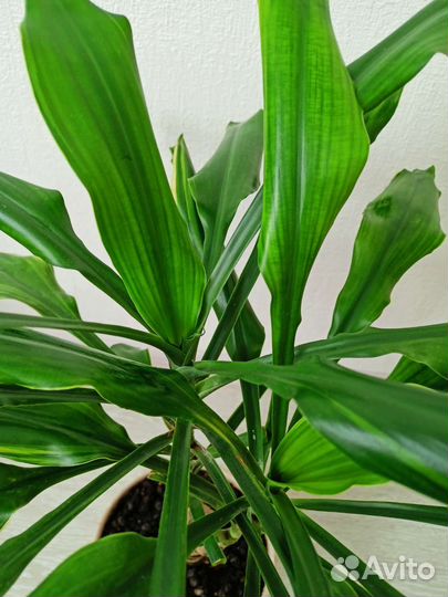 Драцена с керамическим горшком