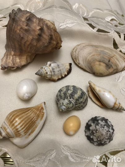 Морские ракушки