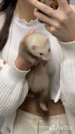 Домашний хорек