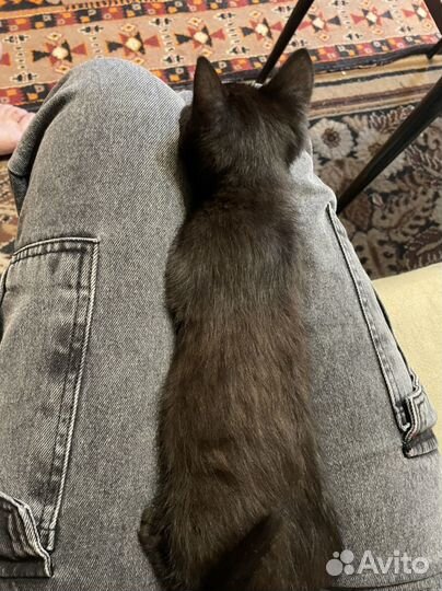 Котенок мальчик в добрые руки