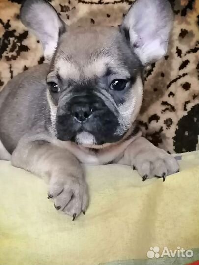 Французики