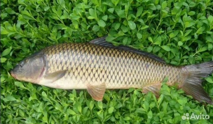 Свежая речная рыба