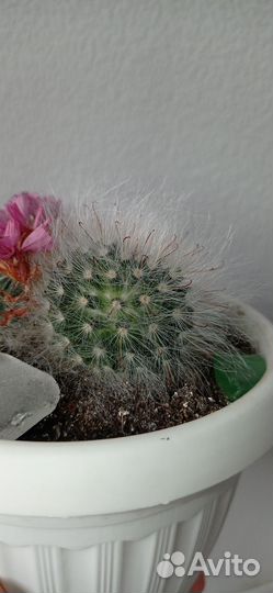 Кактус мамилярия в горшке 0.4 л