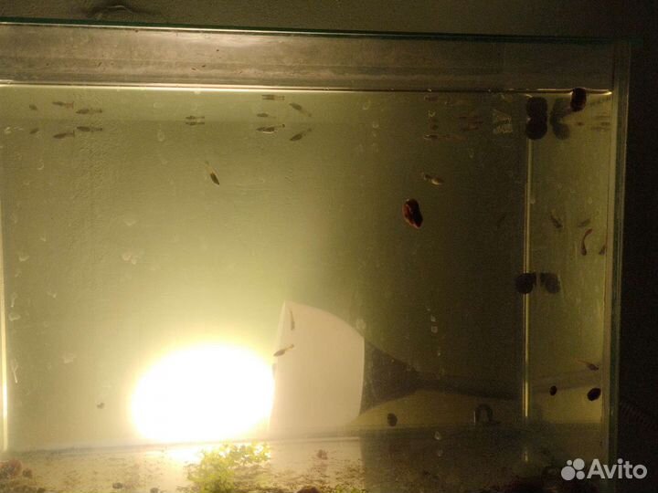 Аквариумные рыбки