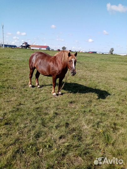 Продажа лошадей