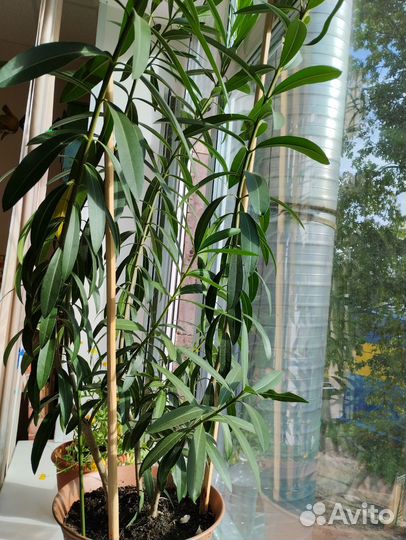 Комнатное растение. Олеандр