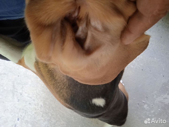 Собака,ноябре будет годик