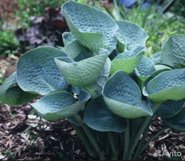 Продам хосты