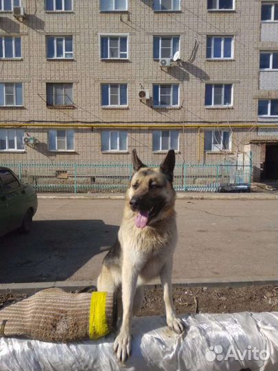 Овчарка (вязка)