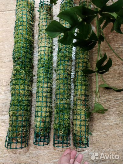 Тотем для растений