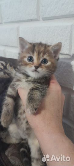 Шотландские котята
