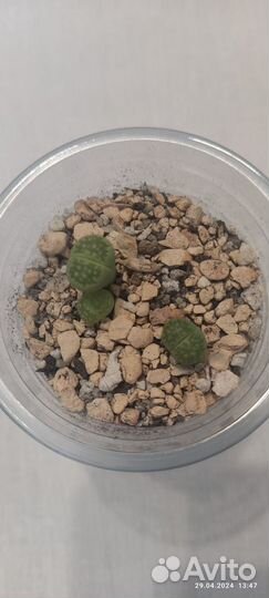 Литопсы Живые камни