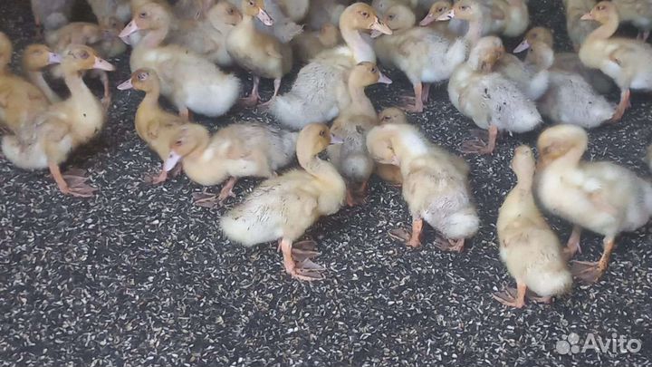 Утята стар 53