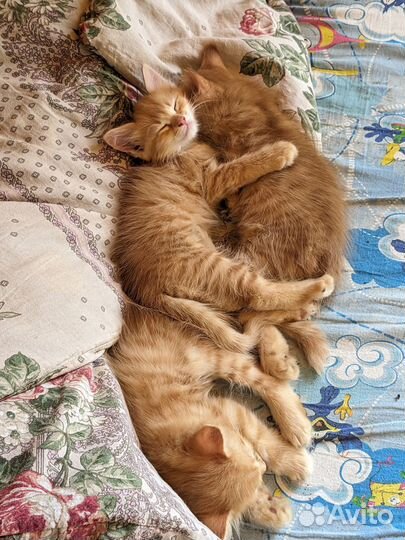 Котята рыжики