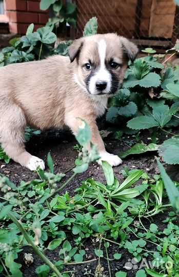 Щенки аусси