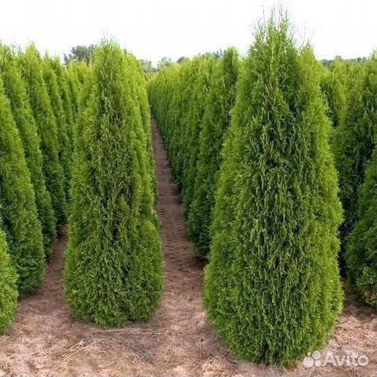 Туи и Ели оптом напрямую из питовника