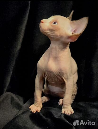 Канадский сфинкс