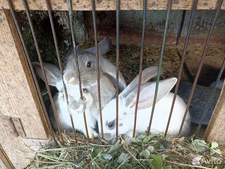 Крольчата, кролики самки