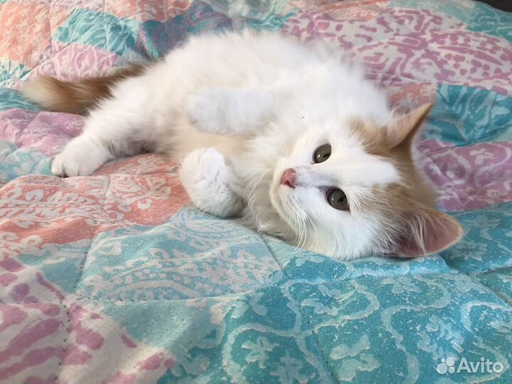 Рыжее счастье в дом