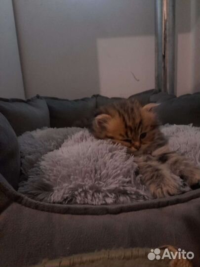 Котята золотая шиншилла