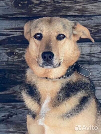 Собака в добрые руки, Шелли