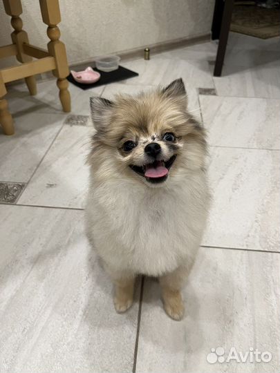 Померанский шпиц девочка