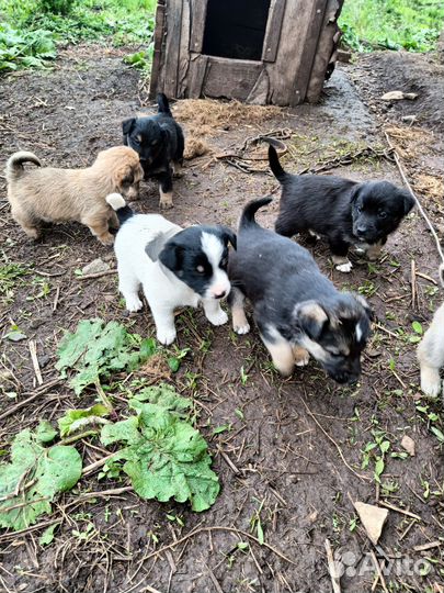 Щенки
