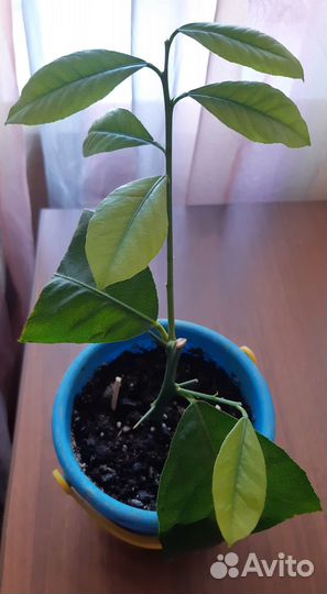 Саженцы лимона