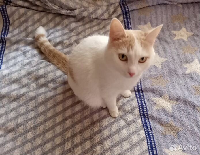 Кот молодой в добрые руки