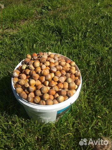 Саженцы фундука