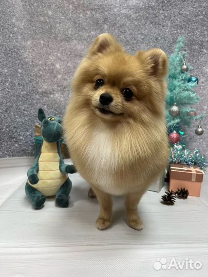 Вязка собак шпиц