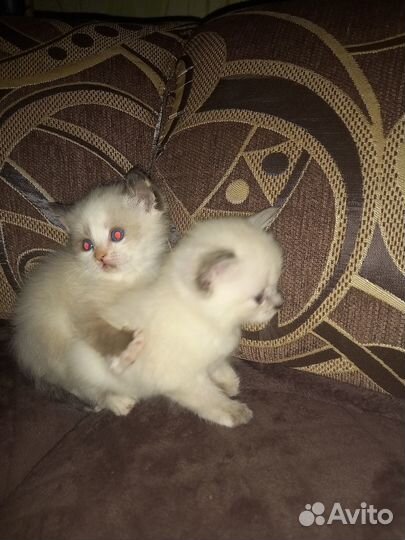 Отдам котят в добрые руки