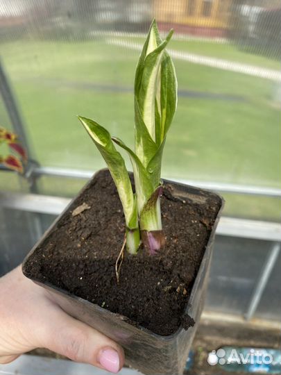 Хоста цветы