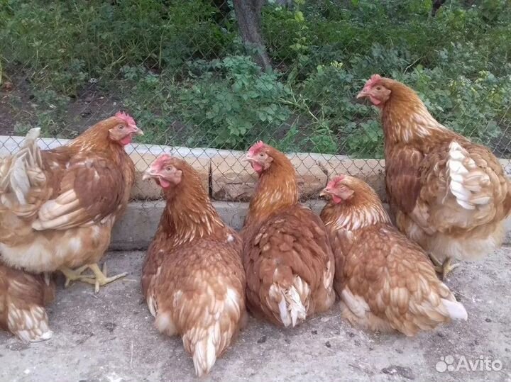 Куры Леггорн, куры Ломан Браун