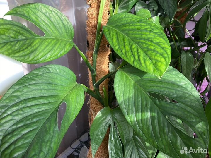 Монстеры и эпипремнумы на срез