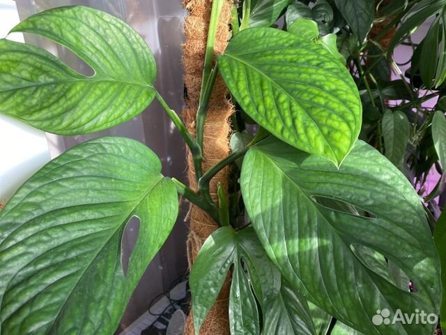 Монстеры и эпипремнумы на срез