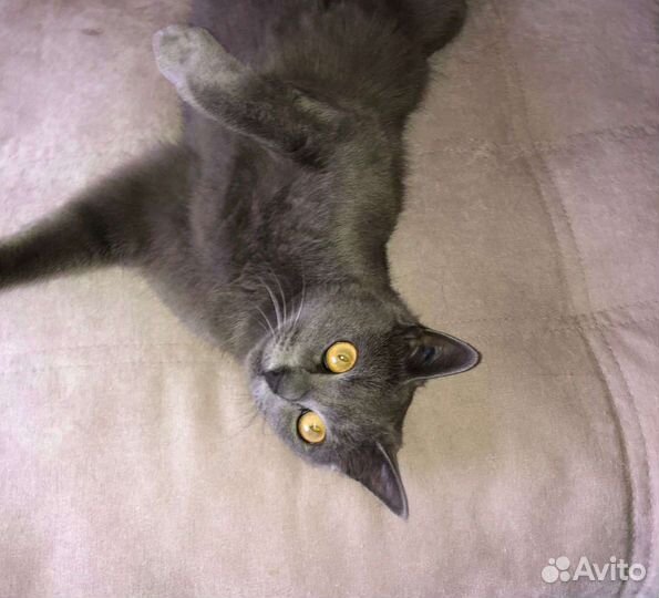 Кошки в добрые руки