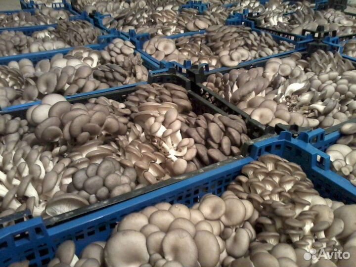 Инвестиции в готовый бизнес