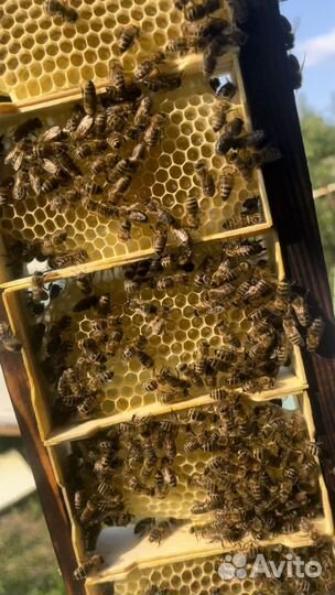 Сниму рой пчел