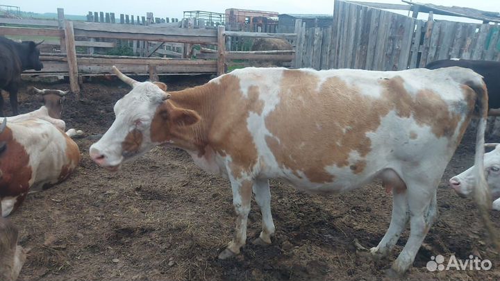 Продам тёлок, коров, телят