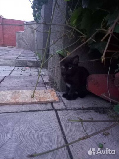 Котик в добрые руки. Мальчик 2.5 месяца