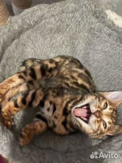 Бенгальская