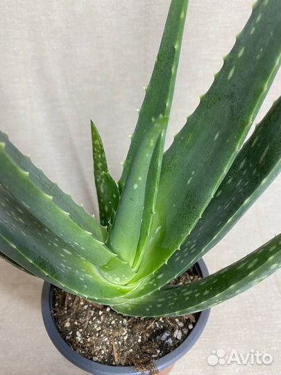 Алоэ растение