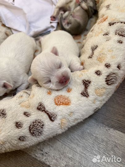 Щенки чихуахуа